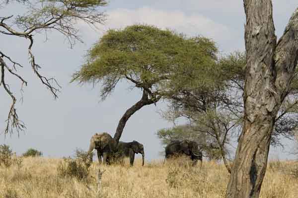 30 - Tanzania - Elefantes - parque nacional de Tarangire